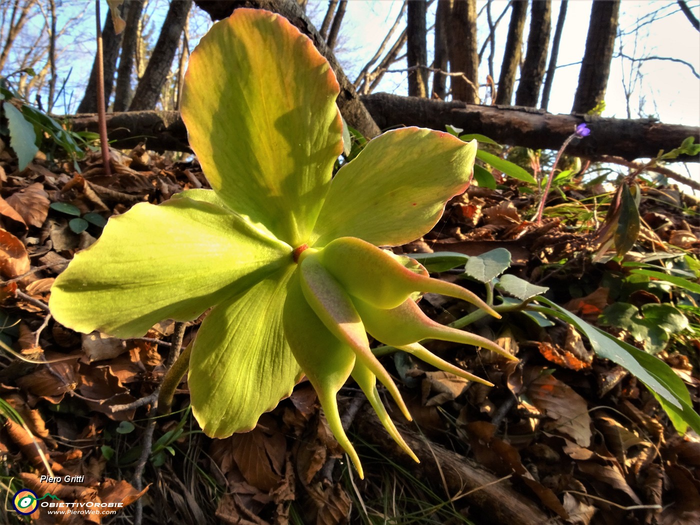 71 Ellebori (Helleborus niger) in fruttescenza.JPG